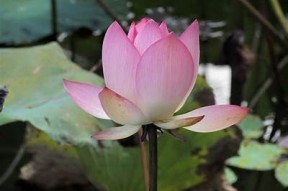 探秘铜仁万山麻阴塘：山水风光与抖音视频分享